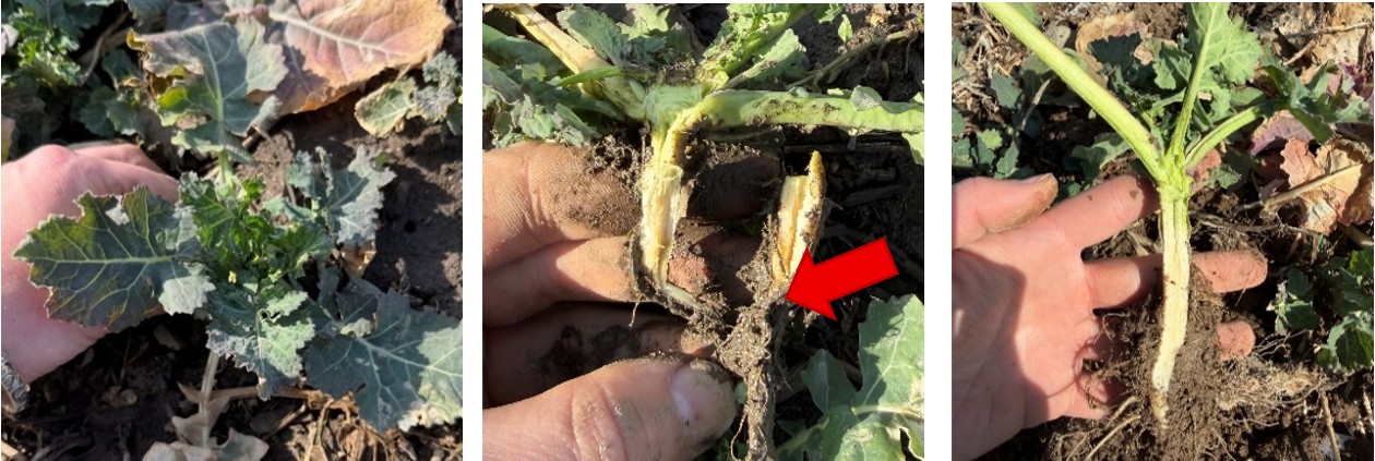 Close-up images of canola roots held in hands, including a split root with a red arrow pointing to internal rot and a comparison with a healthier, intact root system.